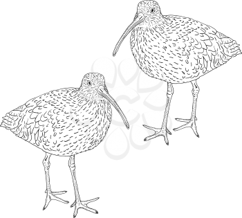 Royalty Free Clipart Image of Two Curlews