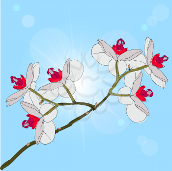 Royalty Free Clipart Image of Orchids