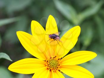 The black fly sits on a yellow flower on its big petals