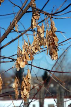 The dried up seeds on a tree against the blue sky in the late autumn