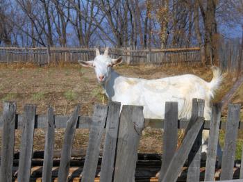 goat for a wooden fence