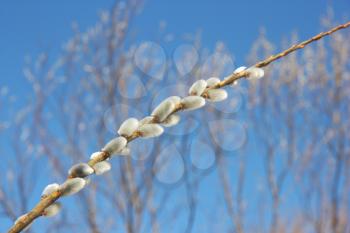 willow branch against the blue sky in early spring