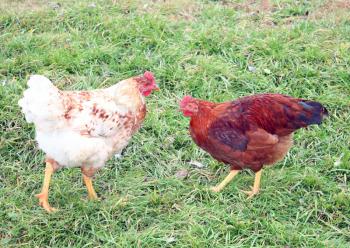 Two hens against a green grass stand and look against each other