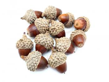 acorns on the white background
