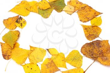 collection beautiful colorful autumn leaves isolated on white background
