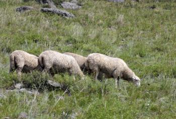 Sheep on beautiful mountain meadow