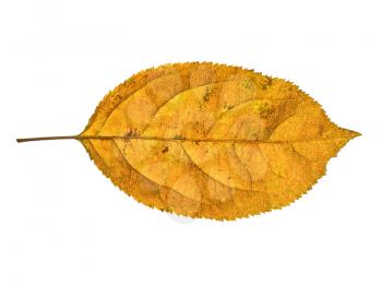 autumn  leaf  on white background