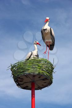 couple of white storks in nest