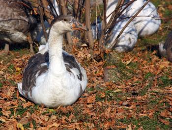 Greylag Goose sitting 