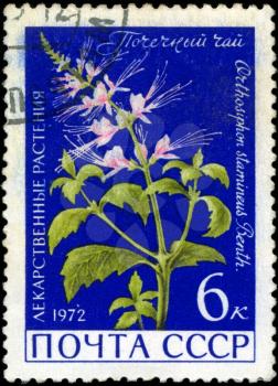 USSR - CIRCA 1972: A stamp printed in USSR show Orthosiphon stamineus, series is devoted to medicinal plants, circa 1972