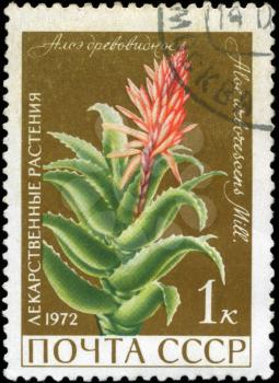 USSR - CIRCA 1972: A stamp printed in USSR show Aloe arborescens, series is devoted to medicinal plants, circa 1972