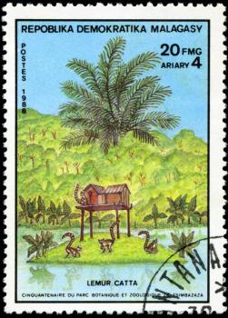 REPULLICA MALAGASY - CIRCA 1988: A stamp printed in Malagasy (Madagascar) shows Ring-tailed Lemur - Lemur Catta, circa 1988