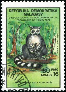 REPULLICA MALAGASY - CIRCA 1988: A stamp printed in Malagasy (Madagascar) shows Ring-tailed lemur with calves - Lemur Catta, circa 1988