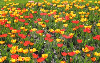 Yellow and red  tulip field 