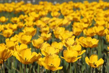 Yellow tulip field 