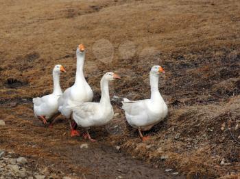 Domestic white geese on a walk through the meadow.