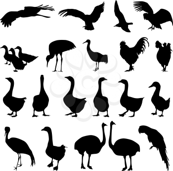 Set  silhouettes  birds in the zoo collection on a white background. Vector illustration.