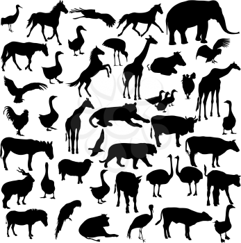 Set  silhouettes  animals and birds in the zoo collection. Vector illustration.
