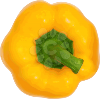 Yellow sweet  bell pepper isolated on white background. Vector illustration.