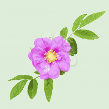 Wild rose isolated on green  background. Vector illustration.