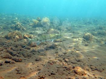 Great Barracuda fish in ocean Bali          