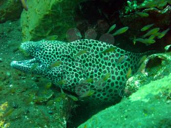  Giant spotted moray hiding  amongst coral reef on the ocean floor, Bali.         