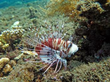 Lionfish (pterois) on coral reef Bali.      