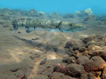 Great Barracuda fish in ocean Bali          