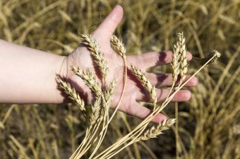 hand holding ears of wheat 