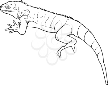 Lizard is goanna silhouette on a white background. Vector illustration.