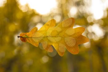Dry oak leaf on the autumn background