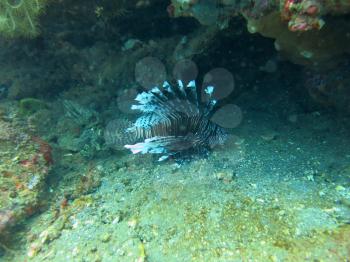 Lionfish (pterois) on coral reef Bali.