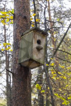 Wooden birdhouse on a pine tree. Autumn forest.