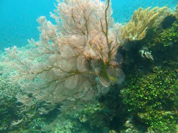  Thriving  coral reef alive with marine life and shoals of fish, Bali.