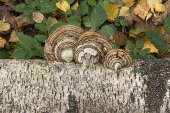 Mushrooms growing on the trunk of a birch autumn background
