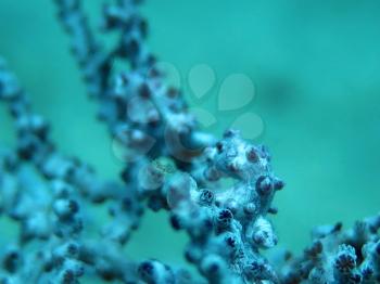  Bargibanti Pygmy Seahorse the smallest in the world in Bali