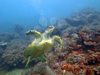  Hawksbill  sea turtle   current on coral reef  island, Bali.