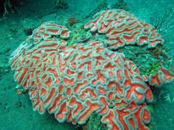  Thriving  coral reef alive with marine life and shoals of fish, Bali.