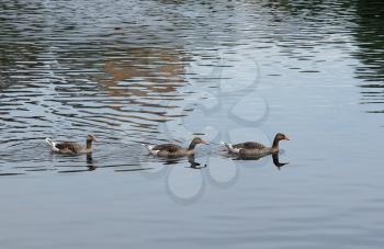 Three beautiful ducks swimming on the lake
