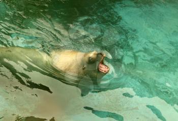 Large sea lion swimming in the sea