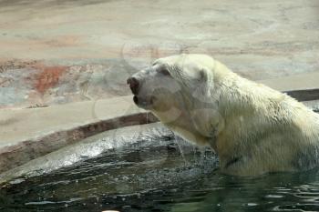 The Adult polar bear in the water.