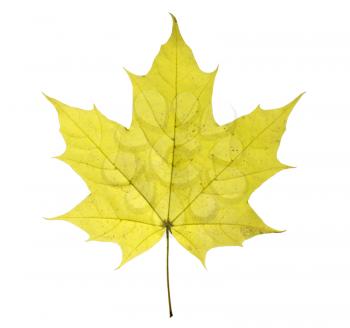 maple closeup leaf isolated on white background.
