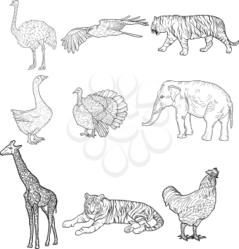 Sketch elephant tiger eagle rooster giraffe ostrich turkey goose. chicken on a white background. Vector illustration.