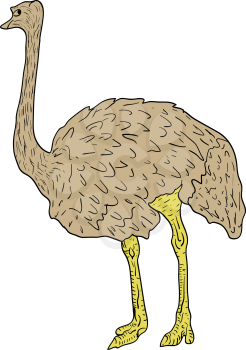 Sketch big ostrich standing on a white background. Vector illustration.