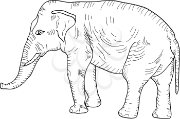 Sketch a large African elephant on a white background. Vector illustration.