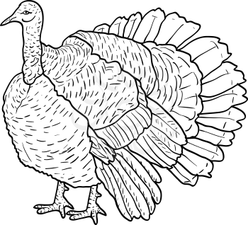 Sketch black turkey on a white background. Vector illustration