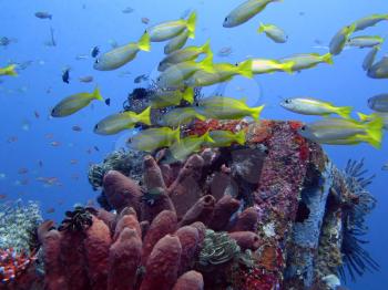 Thriving coral reef alive with marine life and fish, Bali.