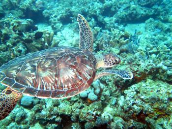 Hawksbill sea turtle current on coral reef island, Bali.