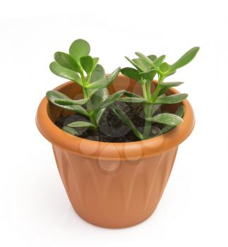 Orange terracotta pot with soil with green plant Isolated on white background.