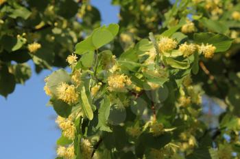 Linden tree in bloom, against a green leaves